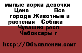 милые иорки девочки › Цена ­ 15 000 - Все города Животные и растения » Собаки   . Чувашия респ.,Чебоксары г.